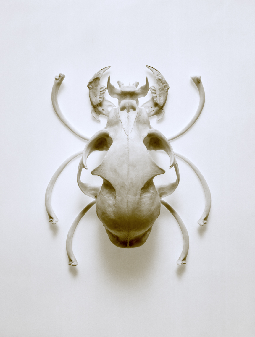 Bone Bugs